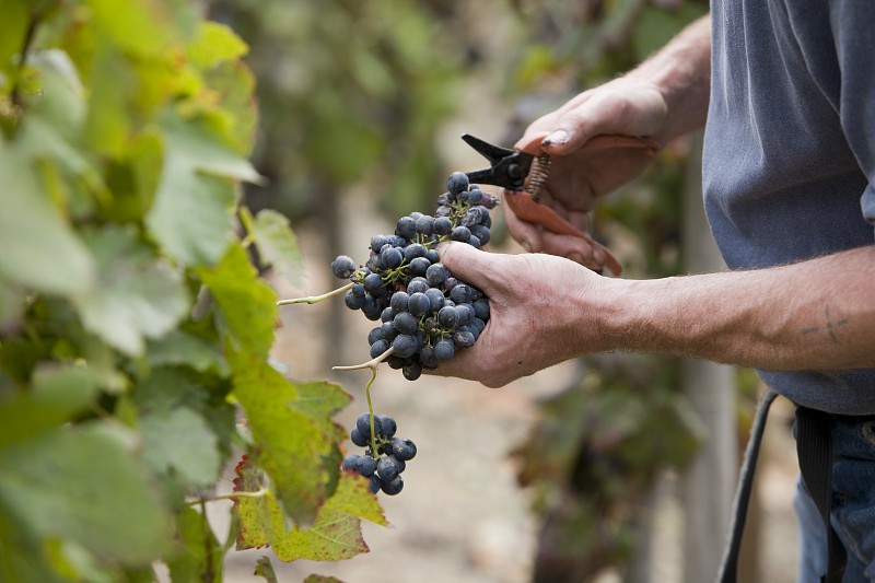 Grappe de raison coupée au sécateur