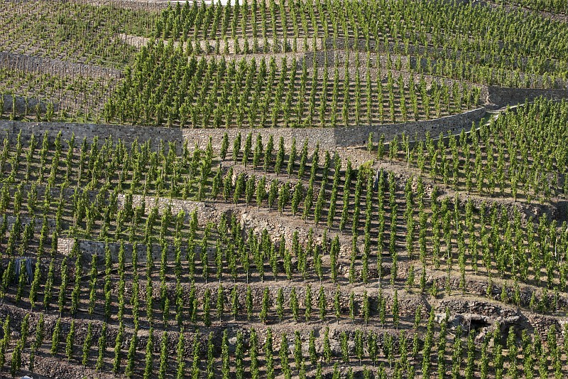 Vue d'ensemble sur les rangs de vignes des vignobles de la Vallée du Rhône Nord
