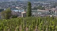 Vignes sur les côteaux de la Vallée du Rhône Nord