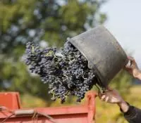 Sceau rempli de grappes de raisin versé dans la benne du tracteur
