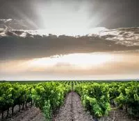 Rangées de vignes et de galets roulés en Costières de Nîmes
