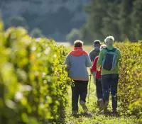 Groupe de personnes se baladant dans les vignes en automne