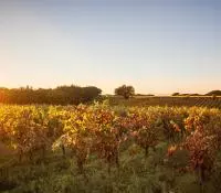 Coucher de soleil sur des rangs de vignes de la Vallée du Rhône en automne