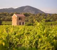 Vue sur une parcelle de vignes de l'AOC Ventoux