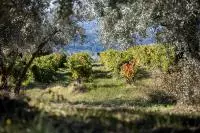 Vignes et oliviers de Nyons
