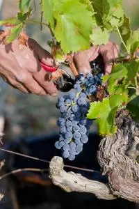 Grappe de raisin coupée au sécateur