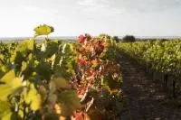 Vignes d'automne au Château Beaubois en Costières de Nîmes