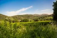 Vue sur les Dentelles de Montmirail depuis le domaine des Bernardins