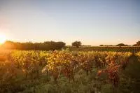Coucher de soleil sur des rangs de vignes de la Vallée du Rhône en automne