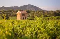 Vue sur une parcelle de vignes de l'AOC Ventoux
