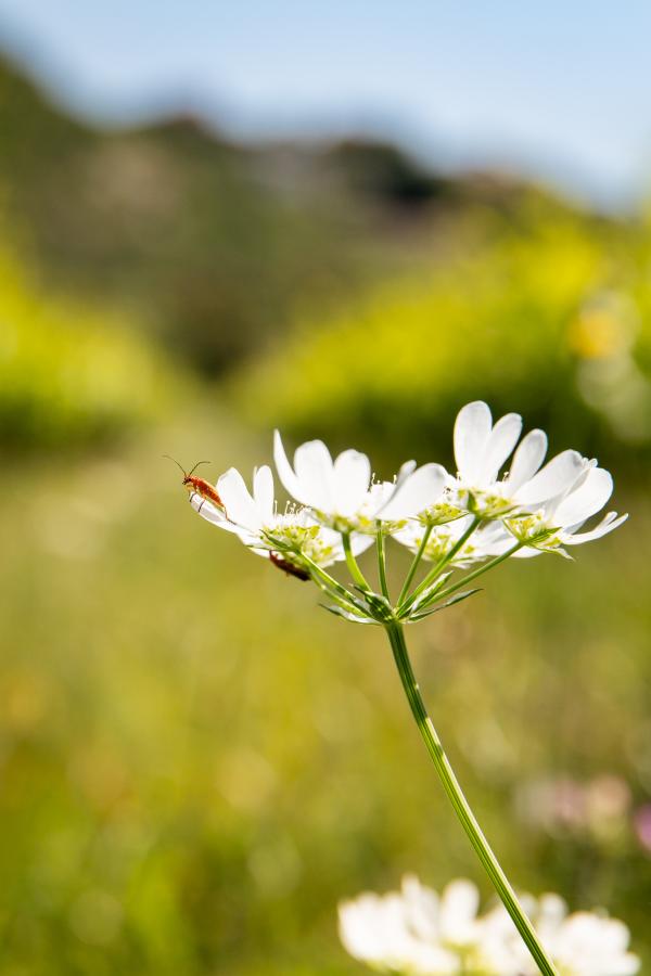 Domaine de la Lôyane