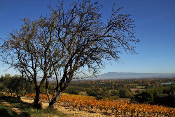 Domaine de Fontségugne