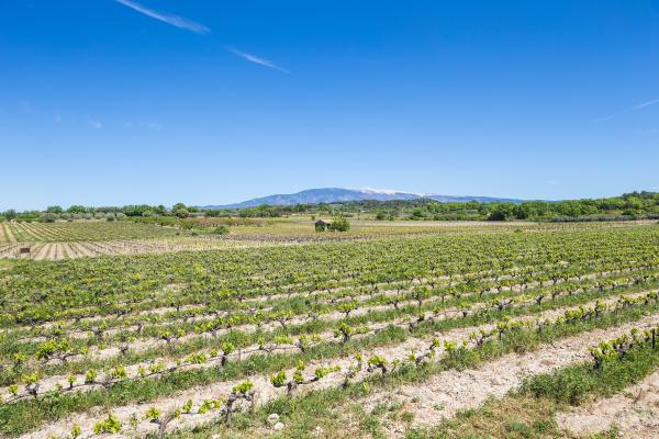 Visite contée au Domaine Plein Pagnier
