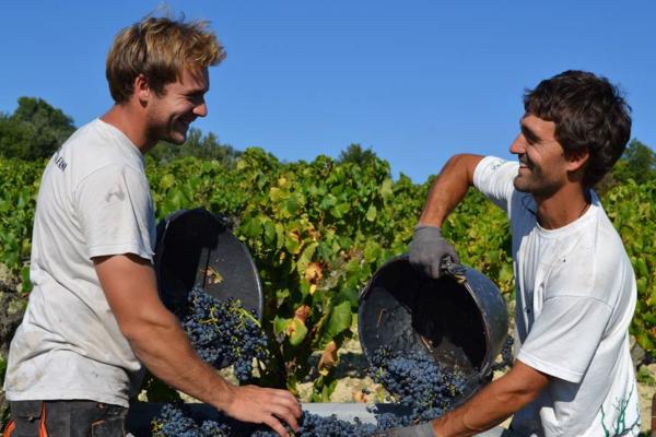 Visite du vignoble et de la cave - Domaine Ferme des Arnaud