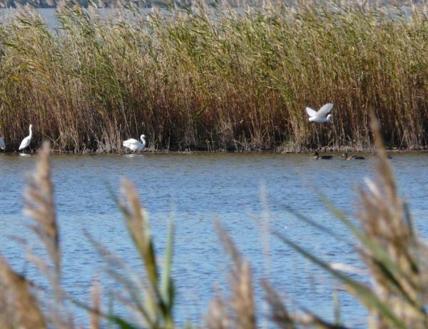Parcours VTT Entre Vignobles des Costières et Étangs de Camargue