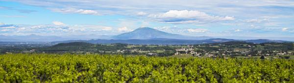 Saint-Paulet de Caisson winery