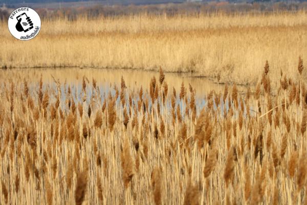 Randonnée D’un canal à l’autre en AOC Costières