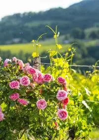 Bouquet de fleurs naturelles dans les vignes de la Vallée du Rhône