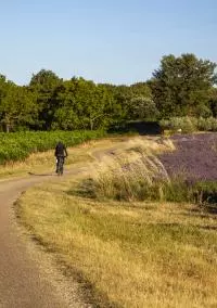 Balade à vélo entre vignes et lavande en Drôme Provençale