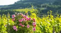 Bouquet de fleurs naturelles dans les vignes de la Vallée du Rhône