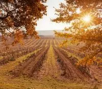 Rang de vignes avec coucher de soleil à Grignan-les-adhémar