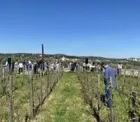 Vue d'ensemble sur la parcelle du Clos des Papes
