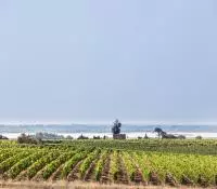 Parcelle de vignes avec vue sur le Rhône en Costières de Nîmes