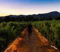 Tracé au coeur des vignes la nuit au Domaine de La Bouvaude