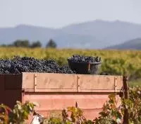 Benne de vendanges remplie de grappes de raisins
