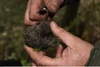 Truffe noire Valréas-PELLEGRIN_M_-_OT_VALREAS