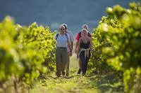 Immersion savoureuse au pied du Ventoux © Thomas O'Brien