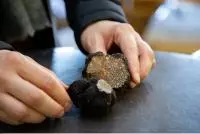 Truffe © HOCQUEL A - VPA