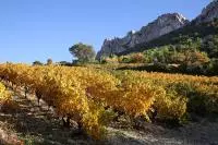Vignes aux couleurs d'automne dans les Dentelles de Montmirail