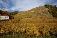 Vignes d'automne sur l'appellation Condrieu