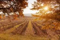 Rang de vignes avec coucher de soleil à Grignan-les-adhémar