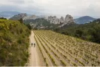 VTT dans les Dentelles de Montmirail