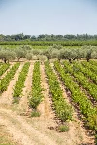 Vignes en Costières de Nîmes