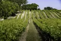 Rangs de vignes de l'appellation Côtes du Rhône Villages Plan de Dieu