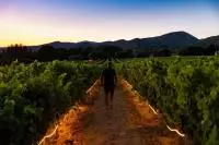 Tracé au coeur des vignes la nuit au Domaine de La Bouvaude