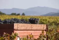 Benne de vendanges remplie de grappes de raisins