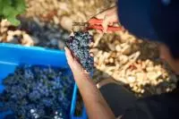 Vendanges au domaine Fontaine du Clos à Sarrians