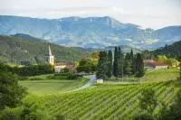Vue sur les vignes de Clairette de Die et sur le massif du Vercors