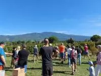 Des visiteurs participent aux vendanges d'une parcelle appartenant à la cave des Vignerons du Mont-Ventoux