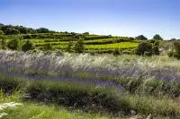 Paysages du vignoble Sud Ardèche