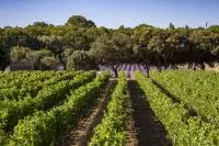 Parcelle de vigne et parcelle de lavande au loin en Drôme Provençale