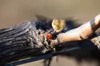Coccinelle sur une branche de vigne