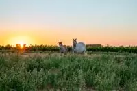 Costières de Nîmes la plus méridionale-©Alex Gauvin