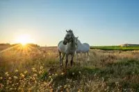 Deux chevaux camarguais dans les paysages des Costières de Nîmes