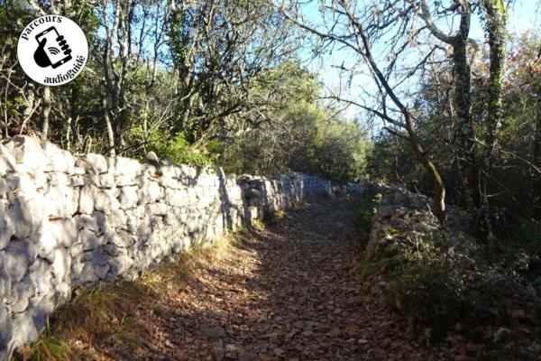 Les chênes de Coutach