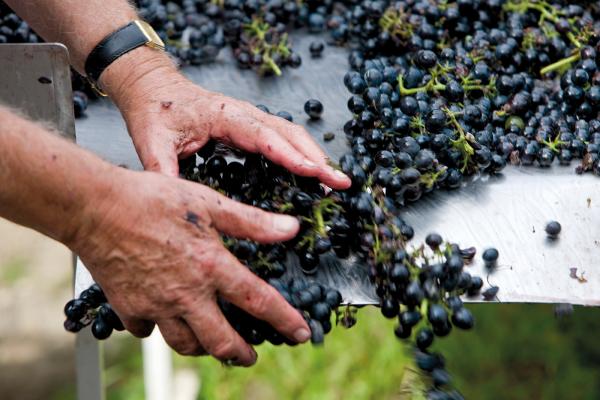 Domaine Pierre Gaillard